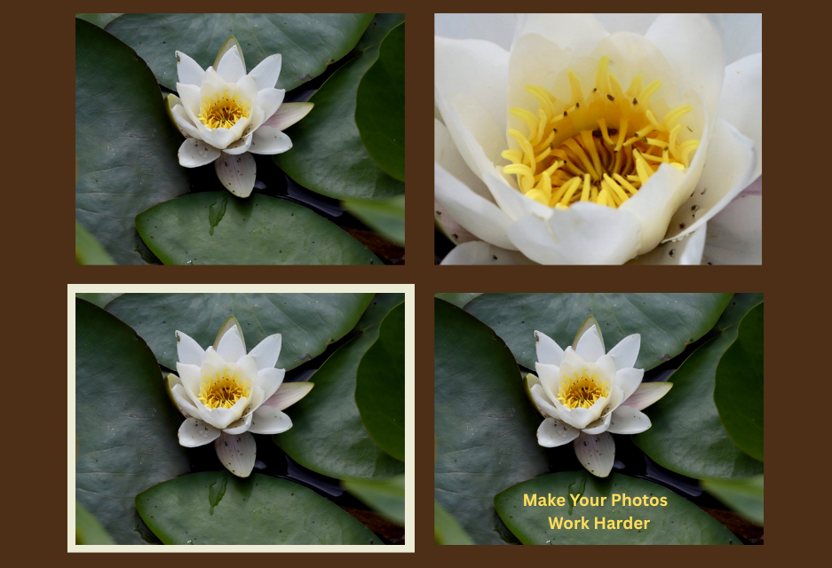 Four variations of a lily photogrpah showing how one image can be cropped, framed and used with text