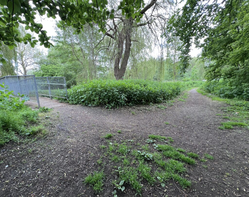 Woodland footpaths meeting at a crossroads in a green park symbolising reflection and choosing a new direction