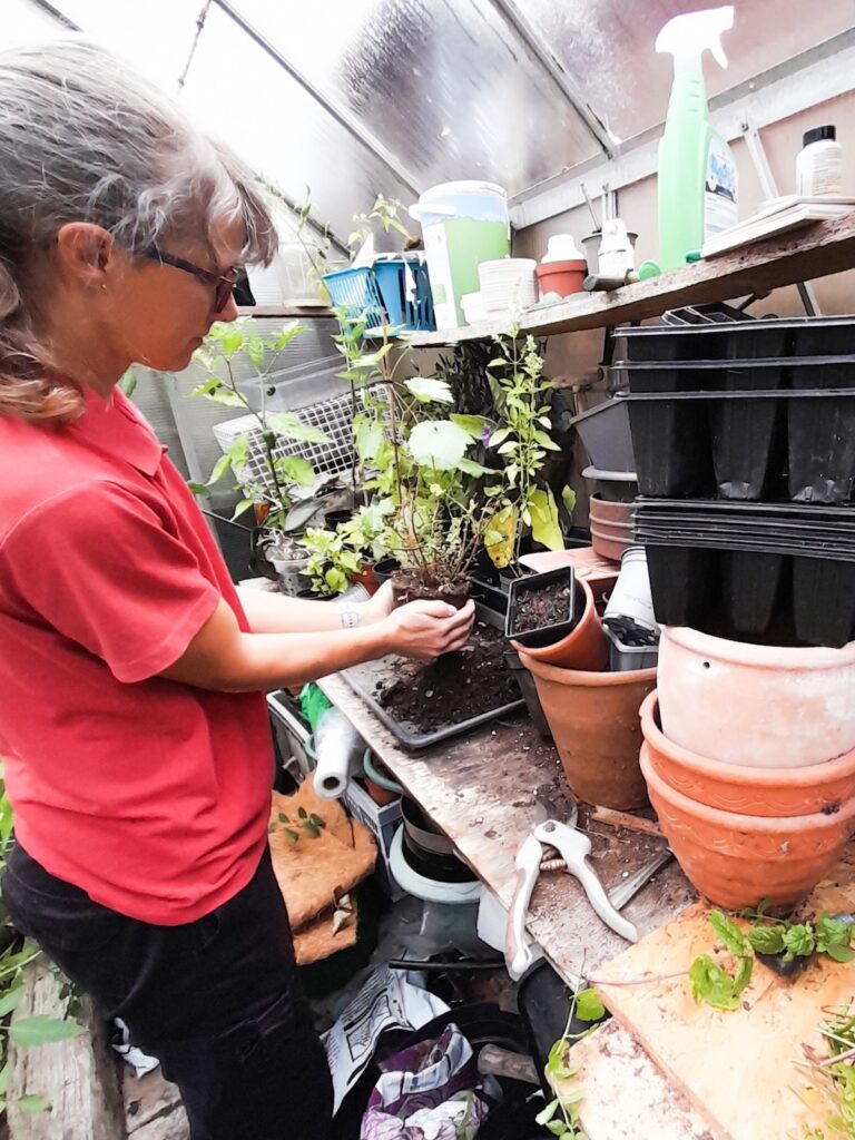 Woman potting plants in a greenhouse